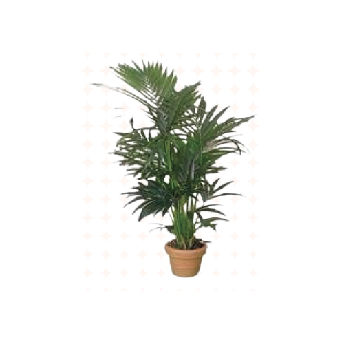 Végétation verte naturelle